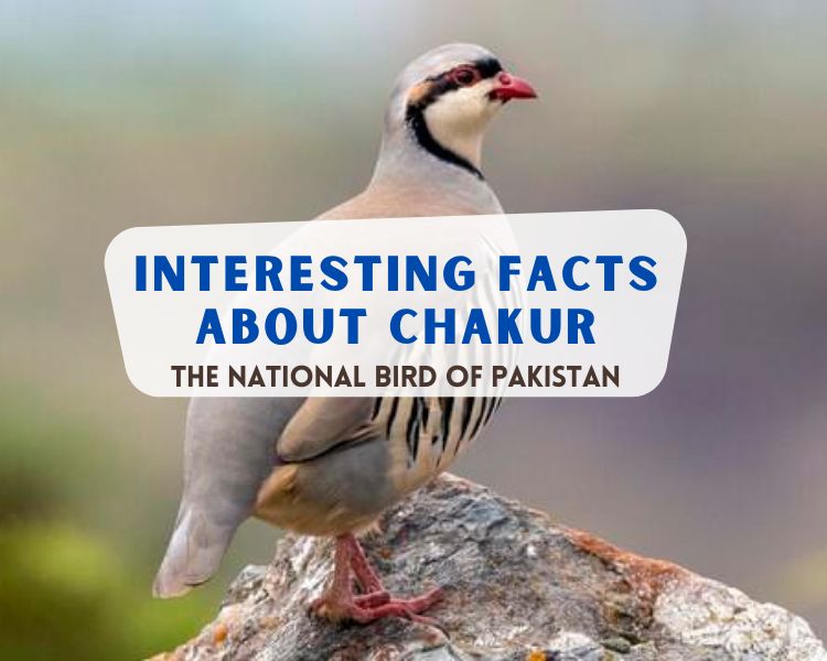 national bird of pakistan